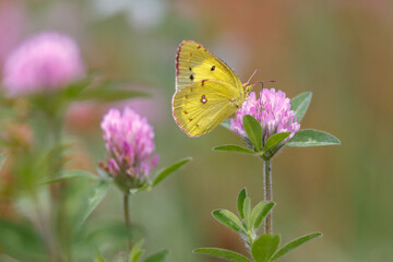 Eastern Pale Clouded Yellow butterfly (Colias erate) feeding on the nectar of a red clover (Trifolium pratense) flower in a natural meadow in Japan. 