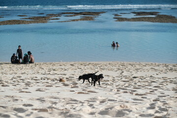 Two Black Dogs Running on the Beach with Ocean in Background