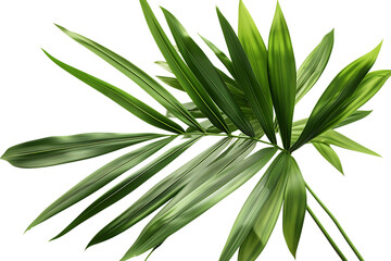 Fototapeta premium Vibrant green palm leaves isolated on black background.