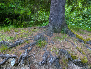 A large tree that has a large root system on the ground