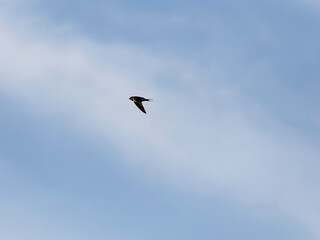 青空を飛ぶツバメ