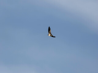 青空を飛ぶツバメ