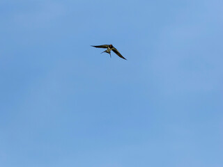 青空を飛ぶツバメ