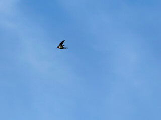 青空を飛ぶツバメ