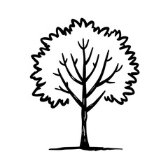 Cartoon Tree Outline Drawing