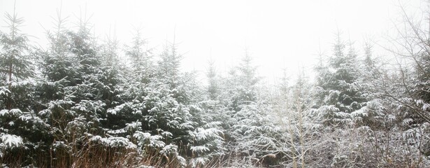 Fototapeta premium Snow covered trees in forest