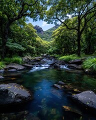 Fototapeta premium Tranquil forest stream flowing through lush greenery