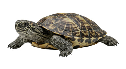 Fototapeta premium Striking Close-up of a Turtle: Detailed Shell Patterns and Textures of a Wild Reptile