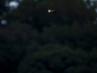 空を飛ぶツバメ