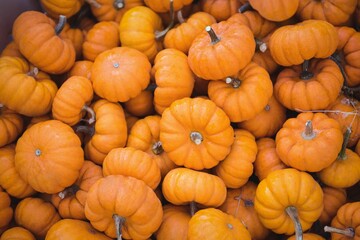 Small orange pumpkins are piling in flat design with vertical ridges, stems, transparent background