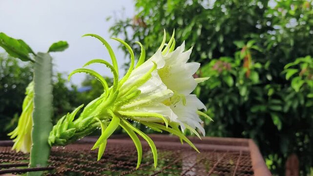 Close-up of Yellow dragon fruit flower