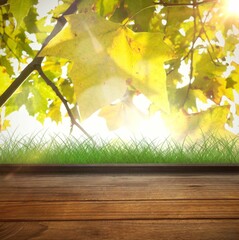 Sun shining through leaves © vectorfusionart