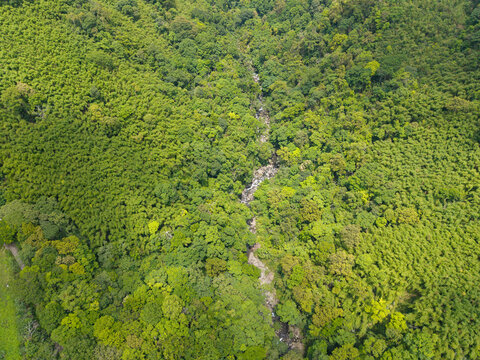 Aerial View Subtropical Forest Valley Stream Spring