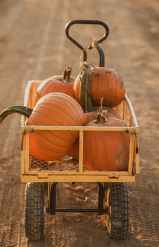 Pumpkin patch at sunset.
