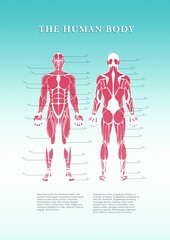 Composite image of poster of human body