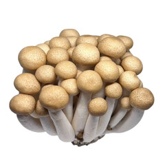 mushrooms on a white background