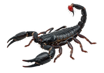 A black scorpion with claws and a stinger tail is isolated on transparent background, ready to strike