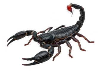 A black scorpion with claws and a stinger tail is isolated on transparent background, ready to strike