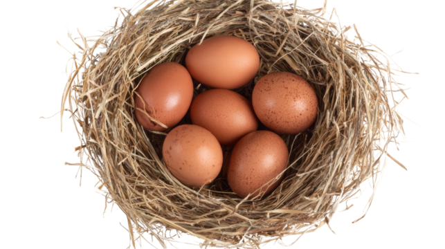 A nest containing several brown eggs on a white isolated background.