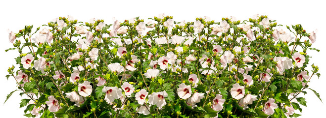 Bunch of white mallow twigs isolated on white background