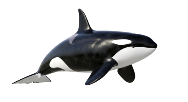 Majestic Orca: A Stunning Portrait of a Killer Whale in its Oceanic Habitat - Powered by Adobe