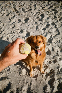 Throwing ball for dog at the beach