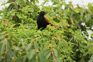 Greater coucal
