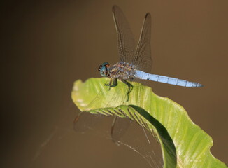 Demoiselle bleue