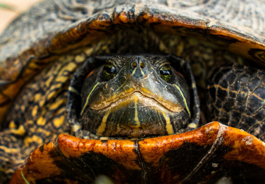 Close-up of a Turtle Resting in Its Shell at a Natural Habitat