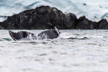 Close-up of the tail of a diving humpback whale -Megaptera novaeangliae. Image taken in the Graham passage, near Charlotte Bay, Antarctic Peninsula.