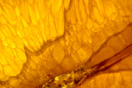 Closeup macro photograph orange (Citrus sp.) slice light table
