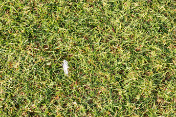 green grass background with small white feather