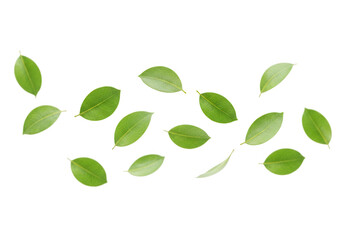 A scattering of vibrant green leaves is isolated on transparent background, evoking a sense of freshness and natural beauty