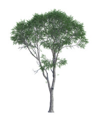 A single tall tree of Eucalyptus leucoxylon, commonly known as yellow gum. 3D illustration on transparent background. 