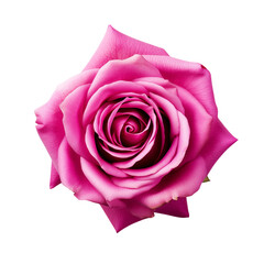 A beautiful pink rose blossom Isolated on transparent Background is a floral design element.