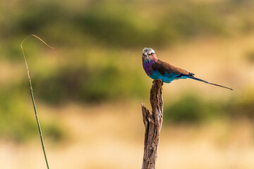 Closeup of a Lilac Breasted Roller - Coracias caudatus- sitting on a tree branch in Samburu National Reserve, Kenya
