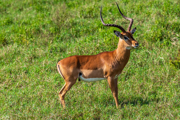 Telephoto of an impala -Aepyceros melampus- in Lake Nakuru national park in Kenya.