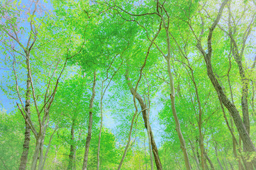 森を見上げる癒しの風景