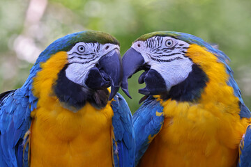 Blue and Yellow Macaws portrait on a green background