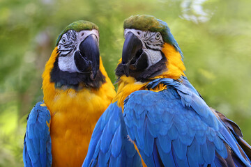 Blue and Yellow Macaws portrait on a green background