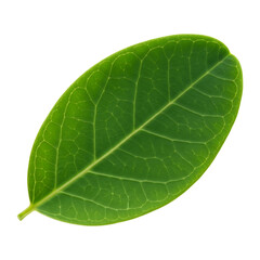Obraz premium Isolated green leaf close up for botany study and nature related design projects on transparent background