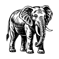 A vintage style illustration showing elephant