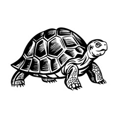 A vintage style illustration showing wild turtle