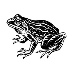 A vintage style illustration showing toad