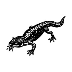 A vintage style illustration showing newt