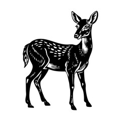 A vintage style illustration showing roe deer © Prosymbols