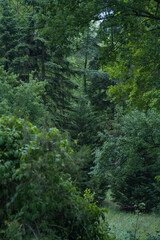 Lush green forest with dense trees and underbrush, showcasing a vibrant ecosystem filled with various shades of green and natural textures, creating a serene outdoor atmosphere