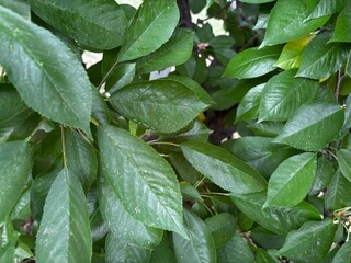 closeup of cherry tree orchard leaves, leaf background