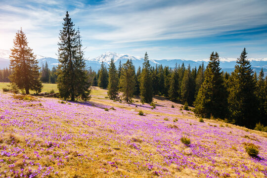 Gorgeous field with magical crocuses shining in the sun of early spring. Carpathian mountains, Ukraine, Europe.