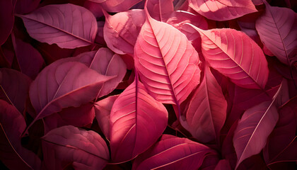 A close-up view of vibrant pink and purple leaves, creating a visually striking pattern.